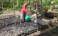 Tifose members watering the tree seedlings