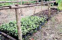 Tree seedings being potted by TIFOSE team