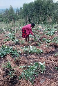 Masika Ellen monotoring the developent of her vegitable garden