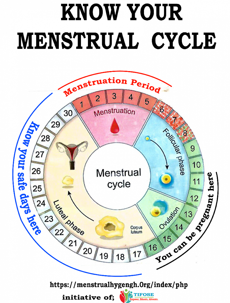 Chart showing human menstrual cycle